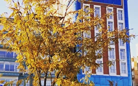 Tümü