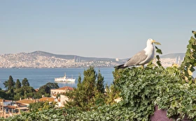Tümü