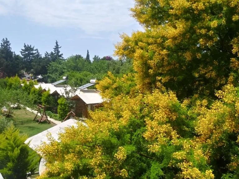 Pitos Bungalows Muğla Bodrum