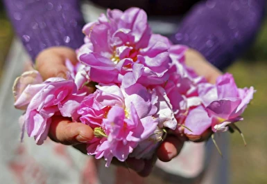19 Mayıs Özel Isparta Gül Hasadı ve Sagalassos Salda Pamukkale Turu / 1 Gece Otel Konaklaması