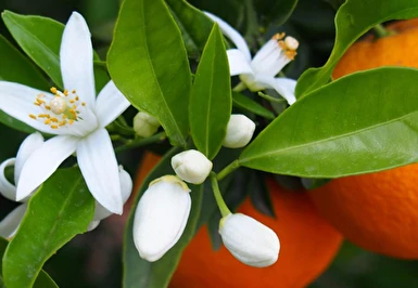 Ankara Çıkışlı Adana Portakal Çiçeği Festivali Turu / 2 Gece Otel Konaklaması