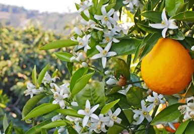 Ankara Çıkışlı Uçaklı Adana Portakal Çiçeği Festivali Turu / 1 Gece Otel Konaklaması
