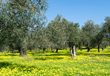 Ayvalık Kazdağları Köyleri Zeytin Hasadı Turu / 1 Gece Otel Konaklaması İstanbul Bursa Çıkışlı