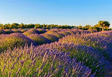Bursa Eskişehir Çıkışlı Lavanta Bahçeleri Salda Gölü Sagalassos ve Pamukkale Turu / 1 Gece Otel Konaklaması 