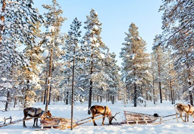 Lapland'ın Büyüsü & Kuzey Işıkları Turu THY ile Sömestre 2027 Özel Santa Claus Express, Buzkıran Gemisi ve Kutup Safarileri Dâhil 4 Gece 5 Gün