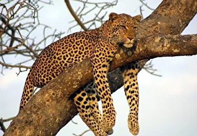 Muhteşem Güney Afrika Turu Qatar Havayolları ile 6 Gece Yaz Dönemi (TCRD001)