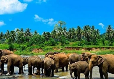 Sri Lanka’nın Büyülü Dünyası THY ile Ramazan Bayramı Özel Akşam Yemekleri ve Extra Turlar Dahil 6 Gece 7 Gün