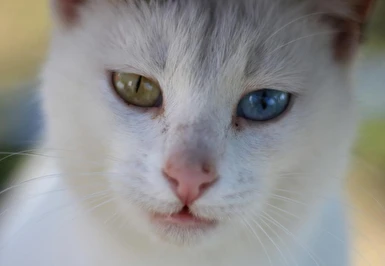 Uçaklı Butik Van Havzası Turu Sabiha Gökçen Havalimanı Hareketli / 2 Gece Otel Konaklaması