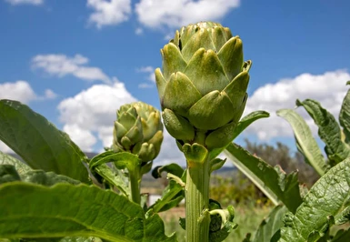 Urla Enginar Festivali Turu / 1 Gece Otel Konaklaması İstanbul Bursa Çıkışlı 