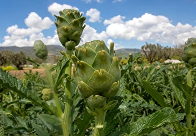 Urla Enginar Festivali Turu Ramada By Wyndham Çeşme / 2 Gece Otel Konaklaması İstanbul Bursa Çıkışlı