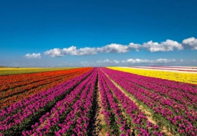 Yüksek Hızlı Tren ile Konya Çatalhöyük Lale Bahçeleri Turu / 1 Gece Otel Konaklaması