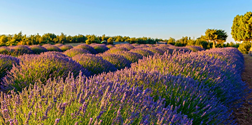 1 Mayıs Özel Lavanta Bahçeleri Salda Gölü Sagalassos ve Pamukkale Turu / 1 Gece Otel Konaklaması