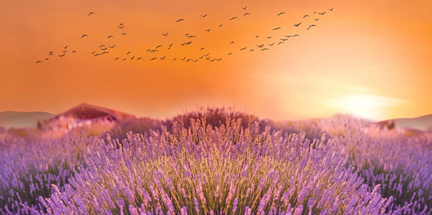 1 Mayıs Özel Lavanta Bahçeleri Salda Gölü Sagalassos ve Pamukkale Turu / 1 Gece Otel Konaklaması