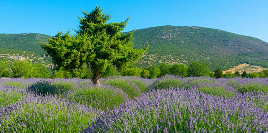 19 Mayıs Özel Lavanta Bahçeleri Salda Gölü Sagalassos ve Pamukkale Turu / 1 Gece Otel Konaklaması