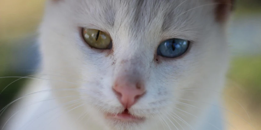 23 Nisan Özel Ankara Çıkışlı Uçak & Doğu Ekspresi ile Van Kars Erzurum Turu Ajet ile / 3 Gece Otel Konaklaması