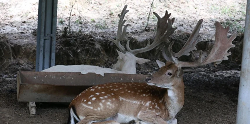 23 Nisan Özel Günübirlik Hobbit Evleri Ormanya Tabiat Parkı Maşukiye Sapanca Turu