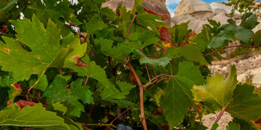 29 Ekim Özel Kapadokya Turu / 1 Gece Otel Konaklaması 