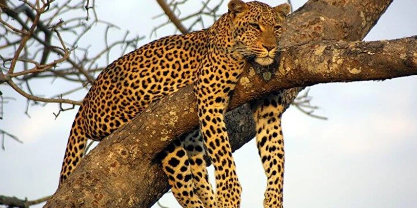 Afrika Keşfi Güney Afrika Zimbabve Botsvana Turu Thy ile 7 Gece 10 Gün CPT-JNB