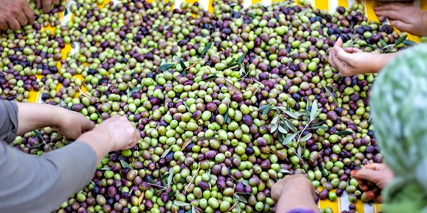 Ayvalık Kazdağları Köyleri Zeytin Hasadı Turu / 1 Gece Otel Konaklaması İstanbul Bursa Çıkışlı