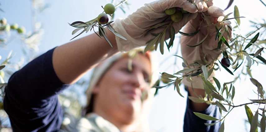 Ayvalık Kazdağları Köyleri Zeytin Hasadı Turu / 1 Gece Otel Konaklaması İstanbul Bursa Çıkışlı