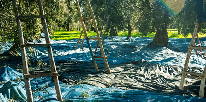 Ayvalık Kazdağları Köyleri Zeytin Hasadı Turu / 1 Gece Otel Konaklaması İstanbul Bursa Çıkışlı