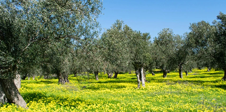 Ayvalık Kazdağları Köyleri Zeytin Hasadı Turu / 1 Gece Otel Konaklaması İstanbul Bursa Çıkışlı