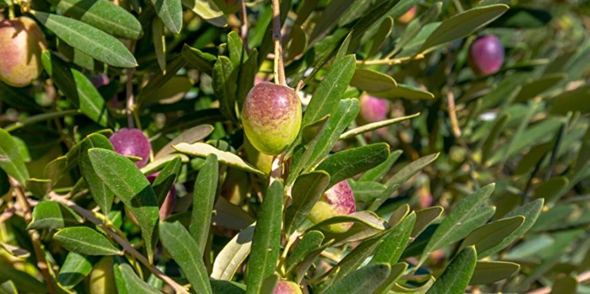 Ayvalık Kazdağları Köyleri Zeytin Hasadı Turu / 1 Gece Otel Konaklaması İstanbul Bursa Çıkışlı