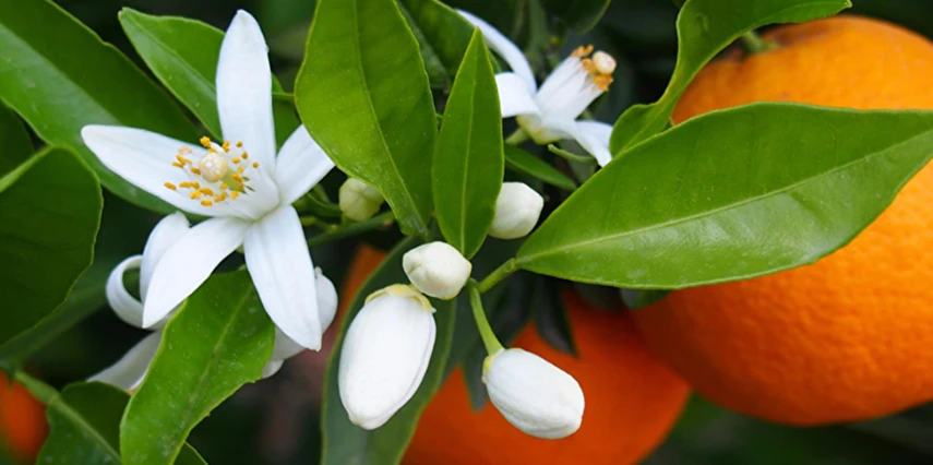 Bursa Eskişehir Çıkışlı Adana Portakal Çiçeği Festivali Turu / 1 Gece Otel Konaklaması