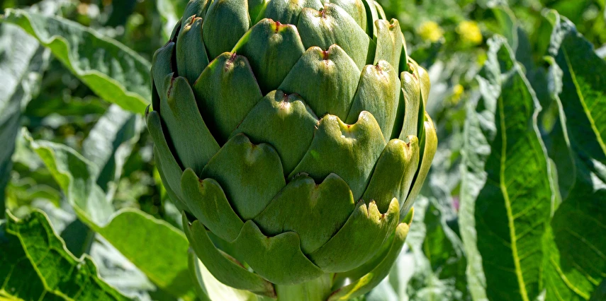 Çeşme Alaçatı Ot Festivali ve Urla Enginar Festivali Turu / 1 Gece Otel Konaklaması İstanbul Bursa Çıkışlı