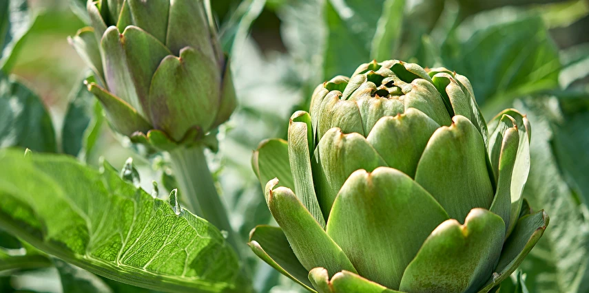 Çeşme Alaçatı Ot Festivali ve Urla Enginar Festivali Turu / 1 Gece Otel Konaklaması İstanbul Bursa Çıkışlı