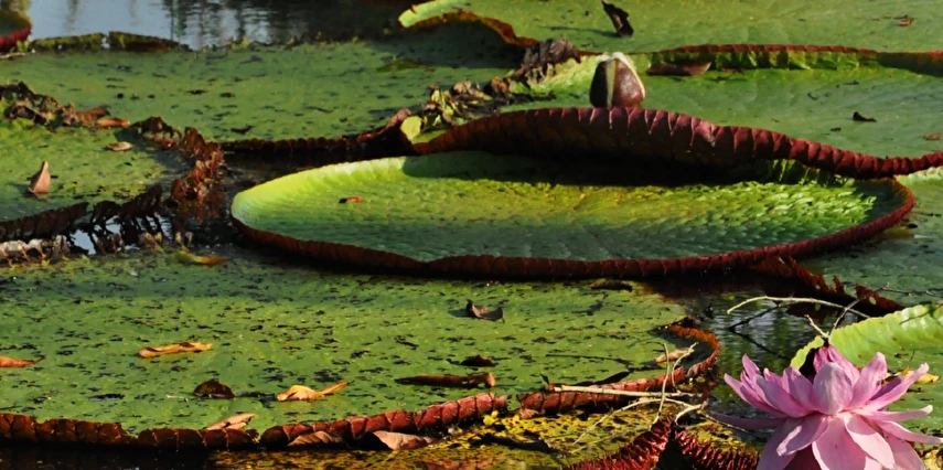Grande Amazonas Turu Türk Hava Yolları ile 10 Gece 12 Gün (EJ001)