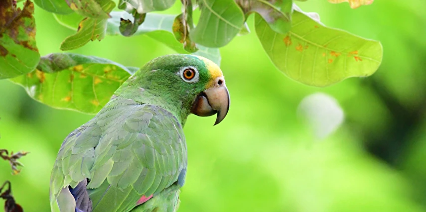 Grande Amazonas Turu Türk Hava Yolları ile 10 Gece 12 Gün (EJ001)