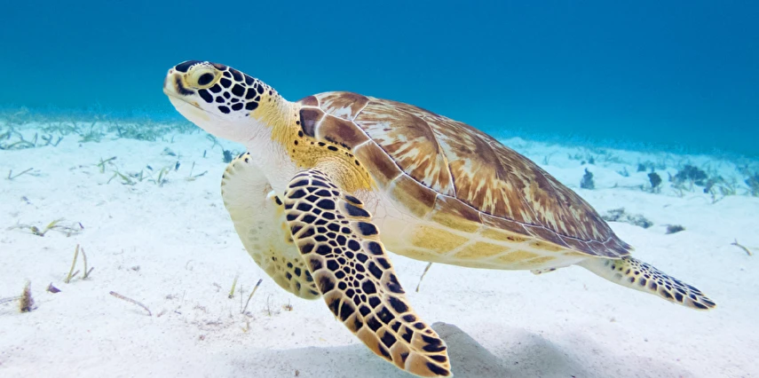 İstanbul Çıkışlı Uçaklı Kıbrıs Turu 3 Gece Otel Konaklamalı Sabiha Gökçen Havalimanı