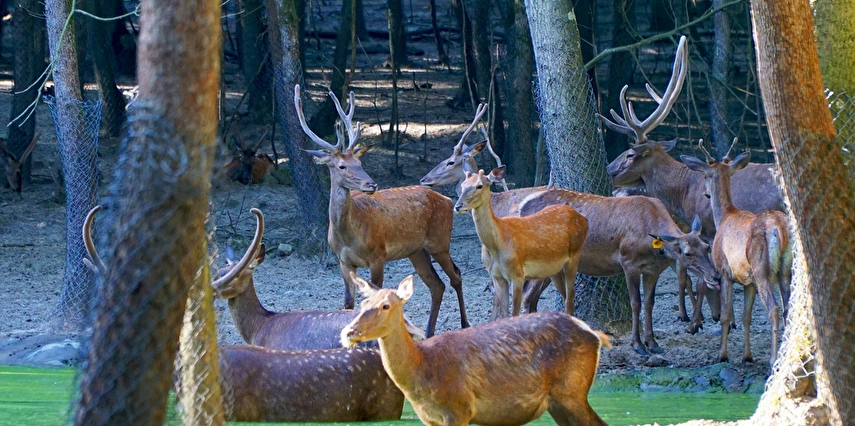 Kurban Bayramı Özel Günübirlik Hobbit Evleri Ormanya Tabiat Parkı Maşukiye Sapanca Turu