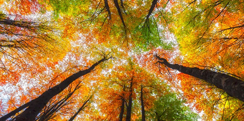 Kurban Bayramı Özel Günübirlik Yedigöller Turu