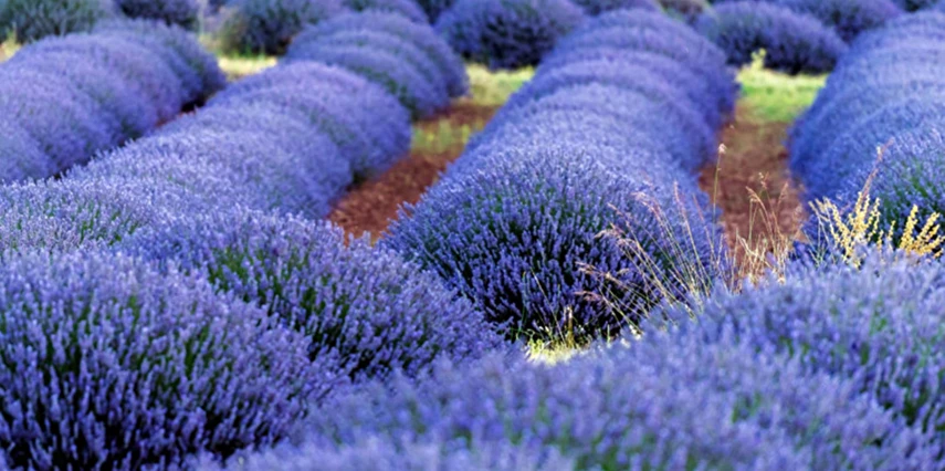 Kurban Bayramı Özel Isparta Gül Hasadı ve Sagalassos Salda Pamukkale Turu / 1 Gece Otel Konaklaması