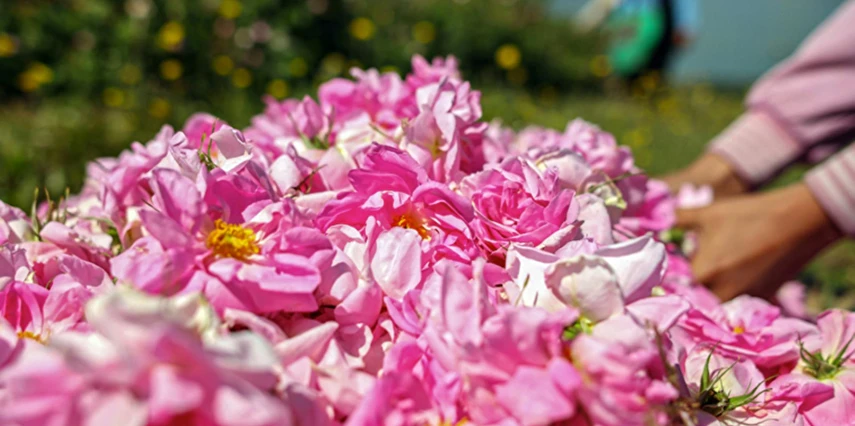 Kurban Bayramı Özel Isparta Gül Hasadı ve Sagalassos Salda Pamukkale Turu / 1 Gece Otel Konaklaması
