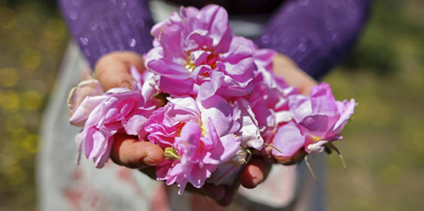 Kurban Bayramı Özel Isparta Gül Hasadı ve Sagalassos Salda Pamukkale Turu / 1 Gece Otel Konaklaması