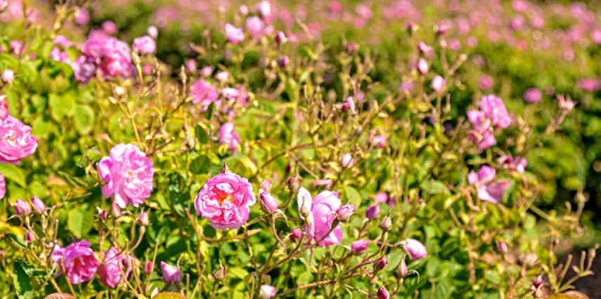 Kurban Bayramı Özel Isparta Gül Hasadı ve Sagalassos Salda Pamukkale Turu / 1 Gece Otel Konaklaması