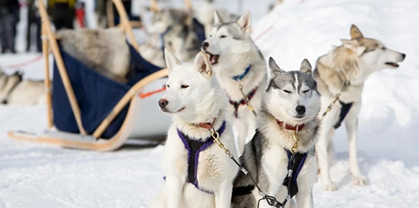 Lapland Kuzey Işıkları Murmansk & St. Petersburg & Moskova Turu Ajet ile 5 Gece Vize Dahil