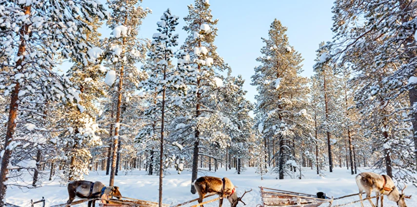 Lapland Kuzey Işıkları Murmansk & St. Petersburg & Moskova Turu Ajet ile 5 Gece Vize Dahil