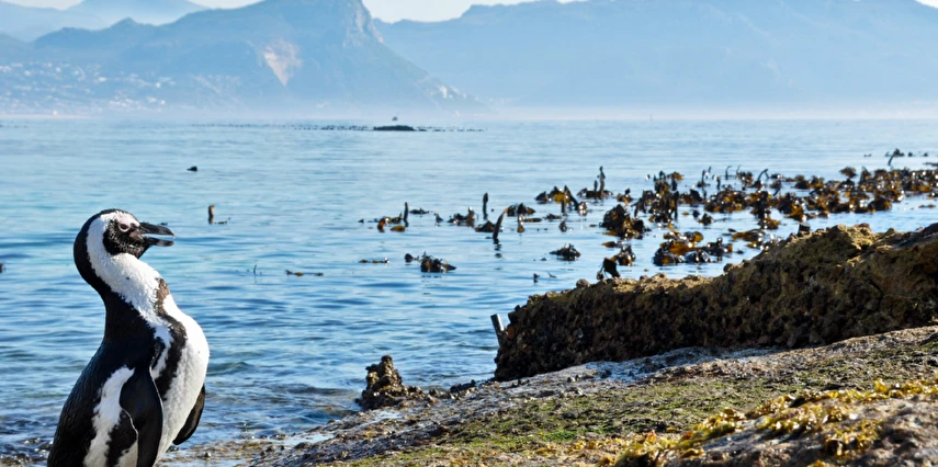 Muhteşem Güney Afrika Turu Qatar Havayolları ile 6 Gece Kış Dönemi (TCRD001)