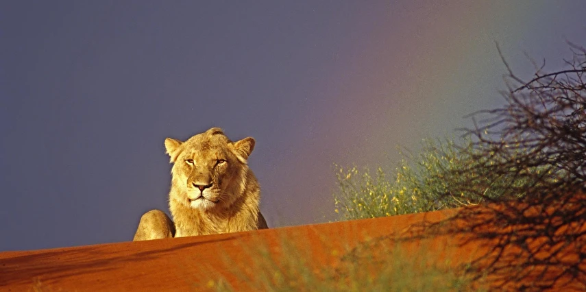 Muhteşem Güney Afrika Turu Qatar Havayolları ile 6 Gece Yaz Dönemi (TCRD001)