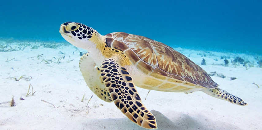 Otobüs ile Zakintos ve Lefkada Yüzme Turu 7 Gece 9 Gün (MT001)