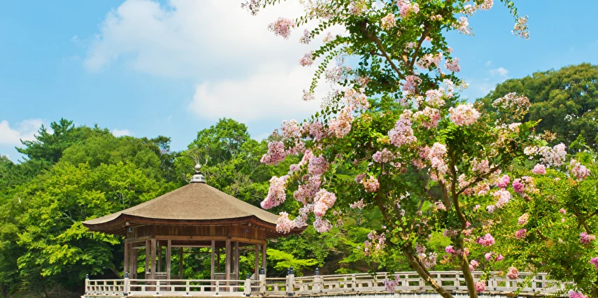 Platinum Doğu Asya'nın Güneşi ve Çiçeği Güney Kore ve Japonya Thy ile 8 Gece 10 Gün ICN-NRT