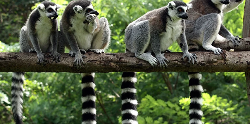 Platinum Egzotik Afrika Madagaskar ve Seyşeller Turu Thy ile 7 Gece 9 Gün