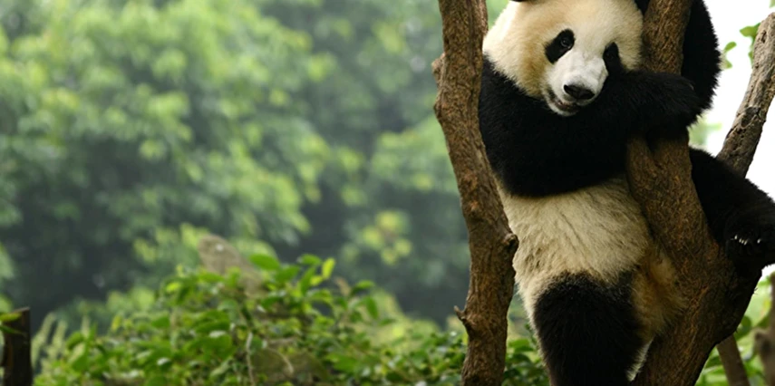 Platinum Kırmızı Ejderhanın Efsaneleri Çin Turu 10 Gece 13 Gün