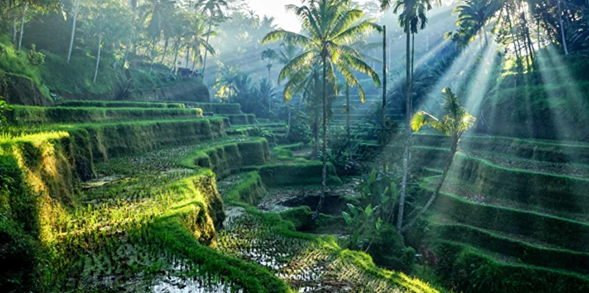 Rüya Ada Bali - Ubud Turu 7 Gece Türk Havayolları İle Ramazan Bayramı Özel IST-DPS