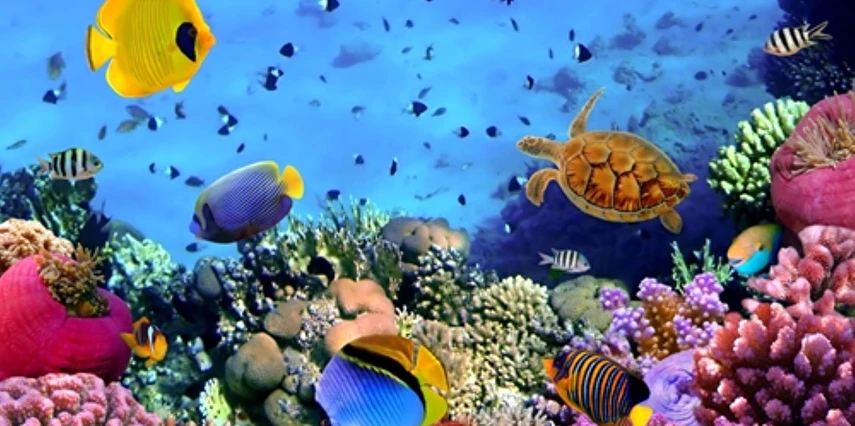Sharm El Sheikh Turu AjetHavayolları ile 6 Gece Otelden Erken Çıkışlı