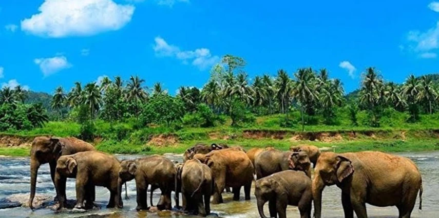 Sri Lanka’nın Büyülü Dünyası THY ile Ramazan Bayramı Özel Akşam Yemekleri ve Extra Turlar Dahil 6 Gece 7 Gün